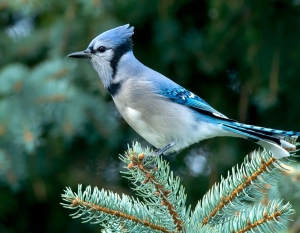 What is the Spiritual Meaning of a Blue Jay Feather?